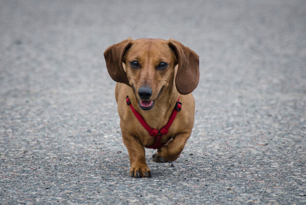 Picture of Bella walking on pavement