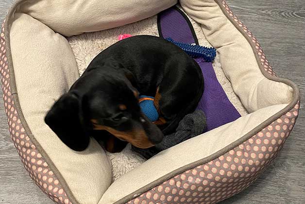 Photo of Jenny - Miniature Dachshund sleeping in bed curled up