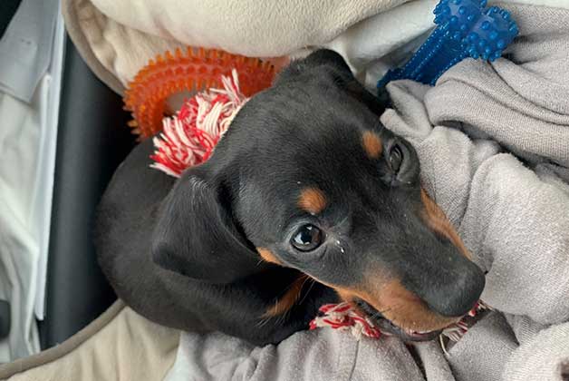 Picture of Jenny - Miniature Dachshund as a puppy