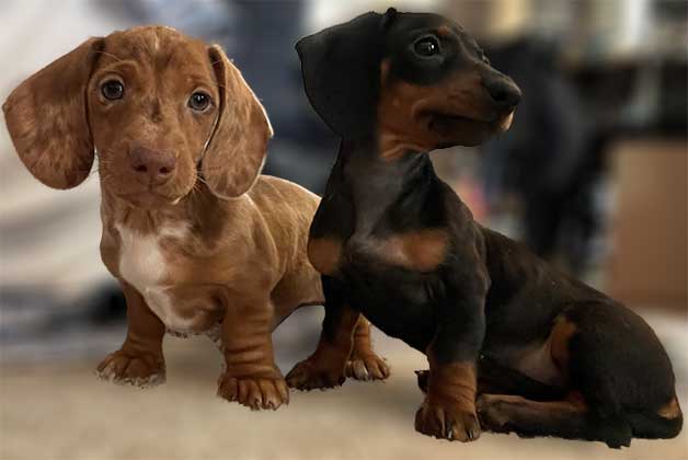 Joey and Jenny - Miniature Dachshunds side by side posing on carpet.